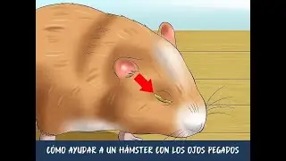 Cómo ayudar a un hámster con los ojos pegados