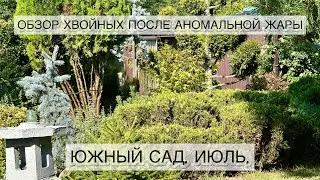 Обзор хвойных после аномальной жары.
