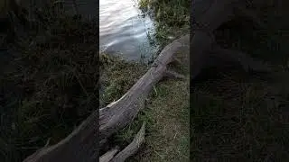 Семейный Курорт-Бора-Боровск. Калужская область.