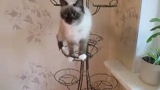 все выше и выше и выше...