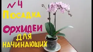 ОРХИДЕИ ДЛЯ НАЧИНАЮЩИХ. ПОСАДКА ОРХИДЕИ В ПЕНОПЛЕКС И ЕЁ ПОЛИВ.