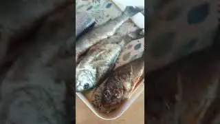 готовим рыбу в автодоме на мысе Фиолент,  