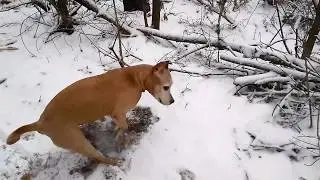 Хонда приехала за ёжиками)