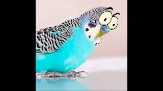 ЧТО ТАК НАПУГАЛО ПОПУГАЯ?! Нирвана и все-все-все