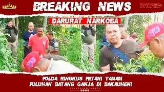 DARURAT NARKOBA : Polda Ringkus Petani Tanam Puluhan Batang Ganja Di Bakauheni