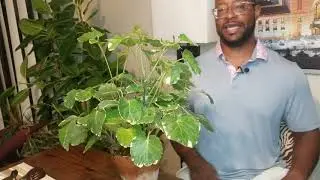 What you need to know about Balfour Aralia