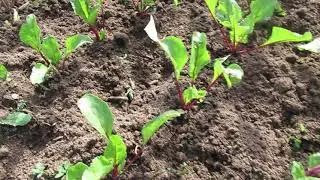 Подкормка свеклы золой и о чем говорит покраснение листьев