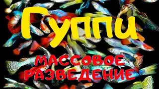 Рыбки ГУППИ - СОДЕРЖАНИЕ, РАЗВЕДЕНИЕ, КОРМЛЕНИЕ И ЛЕЧЕНИЕ. (English subtitles)