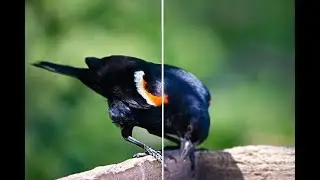 Experimenting with Neural Network Upscaling