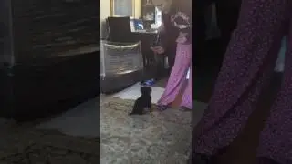 Начало дрессировок 2 месяца