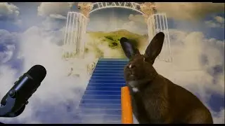 Rabbit Eats Carrot On The Stairway To Heaven ASMR!