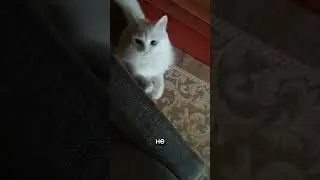 Мотивация дня!!! ПОДДЕРЖИ МОЙ КАНАЛ ДЕНЕЖКОЙ ССЫЛКА В ОПИСАНИИ #cat #котики #shots #рекомендации