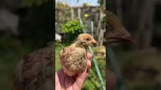 3 WEEK OLD QUAIL CALL 🥰