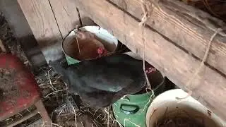 Гнëзда для кур!
