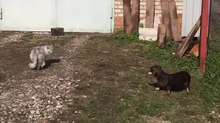 Такса и кошка