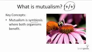 15.2.4 What is mutualism