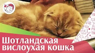 Шотландская вислоухая кошка. ilike.pet
