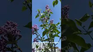 Дачные дела #дача #дачасадогород #дачныйдневник