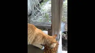Feeding my dads pregnant cat (Zora)