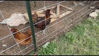 Rooster Crowing Montage