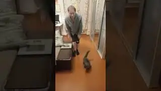 МИРОВОЙ ПРЫЖОК котик приземлился мягко, он профессионал #cat #kitten #котики #cute