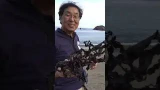 Rural Japan is... interesting