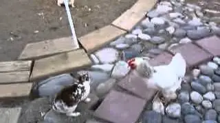потасовка кроликов и куриц!!)))