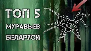 ЛУЧШИЕ муравьи Беларуси. ТОП 5 видов