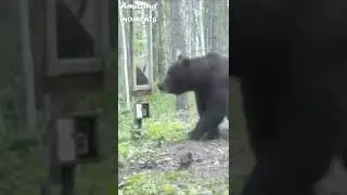 BEAR'S REACTION to HIS REFLECTION! #shorts #bear #reaction #reflection