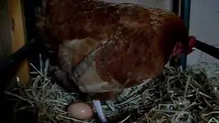 Marge laying a egg