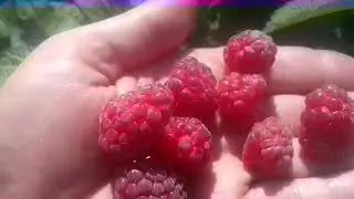 Малина Феномен на первое июля,первые ягоды
