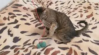 ПЛЮША Ловит Мышь в ПОЛЕТЕ )