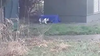 Katze gesichert an der K 281