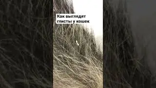Глисты у кошки