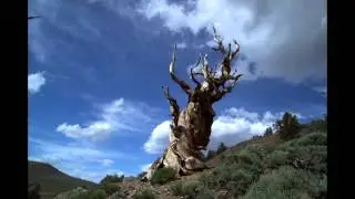 Could this be the Oldest Tree in the World? 全世界最古老的一顆樹?