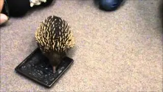 Echidnas