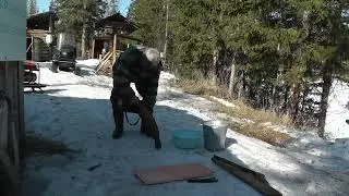 Готовим свежего налима!