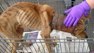 She grew up with a jar around her neck and her body changed forever...