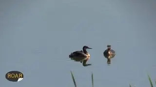 ROAR bites: The Red Necked Grebe is a cool bird!
