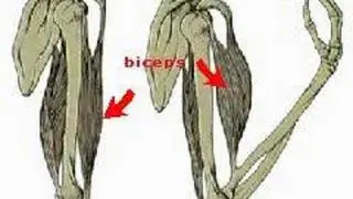 How the Body Works : Muscles move joints