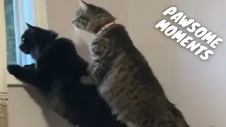 Pet Fails & Epic Wins! The Ultimate Try Not to Laugh Challenge