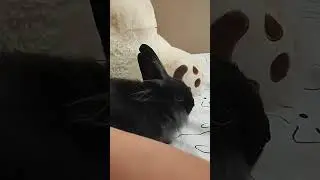 Я у Софии на кровати) 🐰🥕🛏️🐇