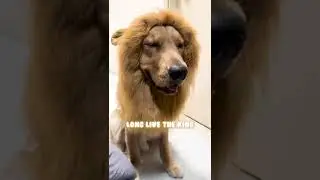 The Golden King🦁#goldenretriever #thelionking #disney  #shorts #funnydogs  #funnyshorts #imitation