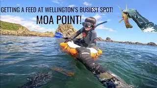 MOA POINT!!!  GETTING A FEED AT WELLINGTON'S BUSIEST SPOT!