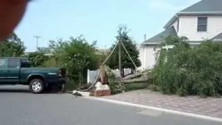 The attempted rescue of the Cat tree
