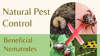 Beneficial Nematodes 101: Natural Pest Control for Garden