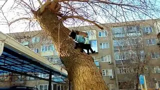 Рождество Мурзика^^