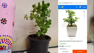 Jade plant ||lucky plant|| ||online products  review ||   Flipcart products review ||