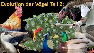 Evolution der Vögel 2: Hühner, Fasane, Gänse und Enten (Galloanserae)