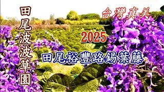 台灣真美 田尾波波草園錫葉藤